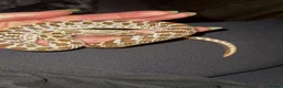 Snake reptiles for sale: Western hognose - Toffee  in Weston-super-Mare - Advert 4