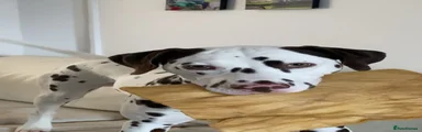 Dalmatian 1