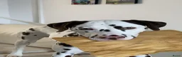Dalmatian dogs for sale: Dalmatain rehome - Advert 4