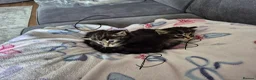 British Longhair cats for sale: 3 gorgeous kittens for sale  - Advert 8