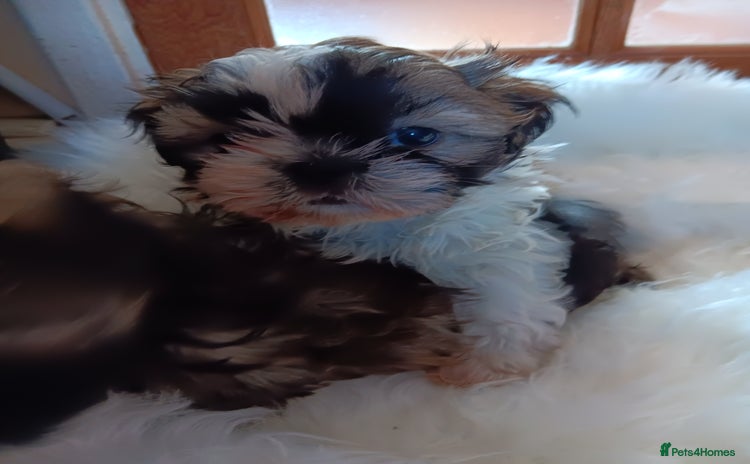 Shih Tzu dogs - Advert 3