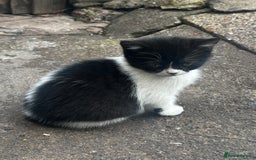 Mixed Breed cats for sale: 3 female kittens ready to go  - Image 5