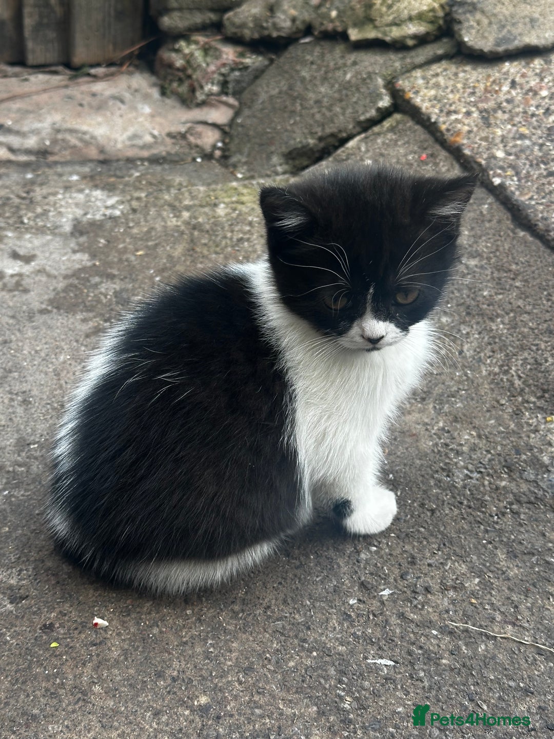 Mixed Breed cats for sale: 3 female kittens ready to go  - Image 5
