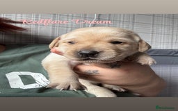 Labrador Retriever dogs for sale: Girl & Boy beautiful lab pups With paperwork  - Image 26
