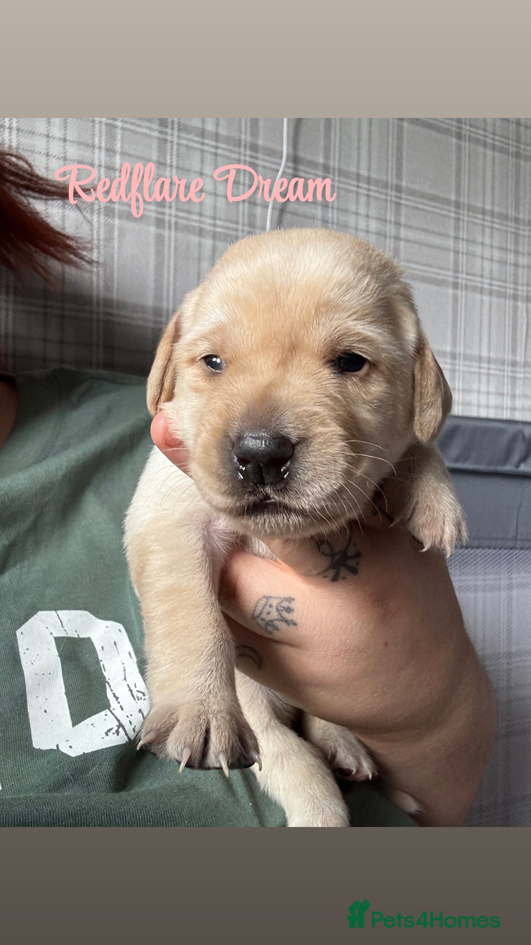 Labrador Retriever dogs for sale: Girl & Boy beautiful lab pups With paperwork  - Image 26