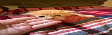 British Shorthair 3