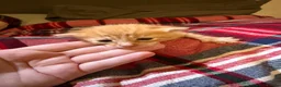 British Shorthair cats for sale: Beautiful British shorthaired kittens available in Shrewsbury - Advert 17