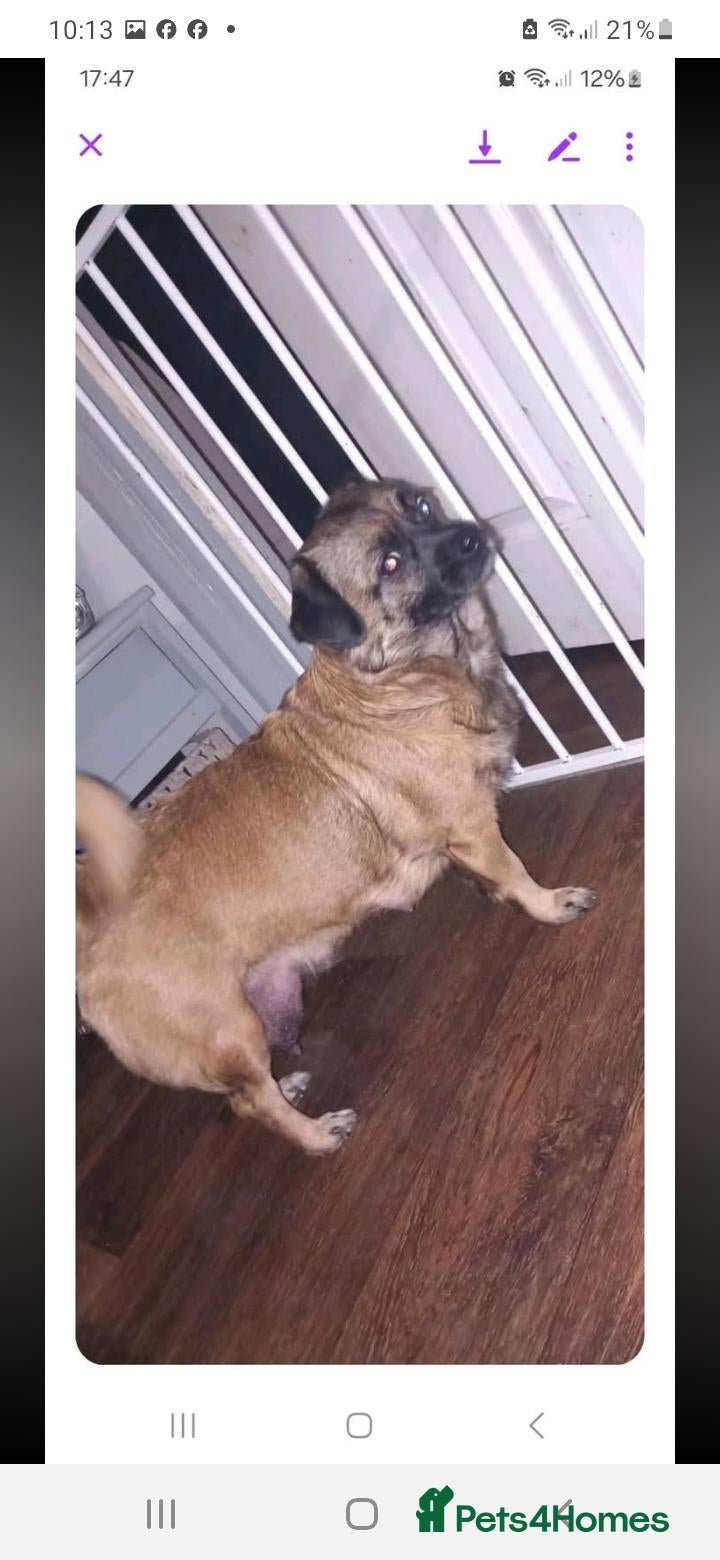 Mixed Breed dogs for sale: Pikenesse Cross jack Russell  - Advert 1