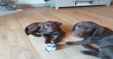 Labrador Retriever dogs - Advert 12