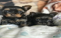 Yorkshire Terrier dogs for sale: Yorkshire terrier  - Image 1