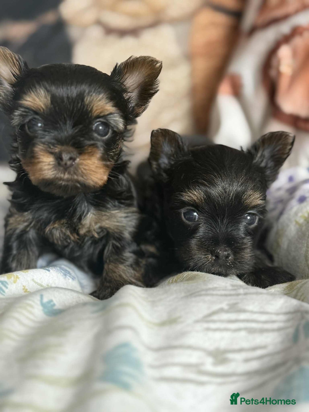 Yorkshire Terrier dogs for sale: Yorkshire terrier  - Image 1