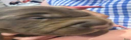 Mixed Breed dogs for sale: Sharpei pups - Advert 5