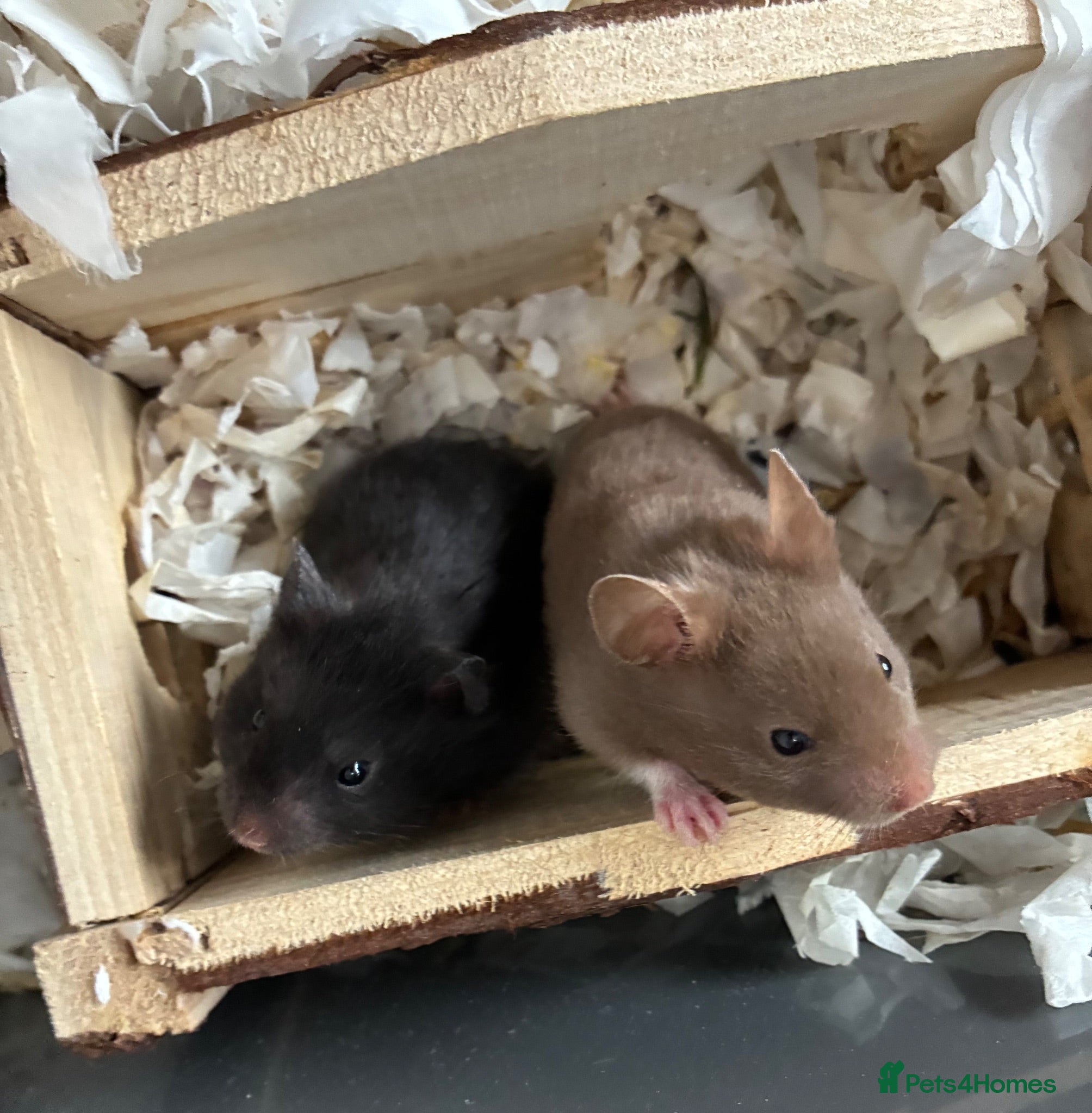 Hamster rodents Syrian Hamster Pups Babies Black Brown  - Advert 19