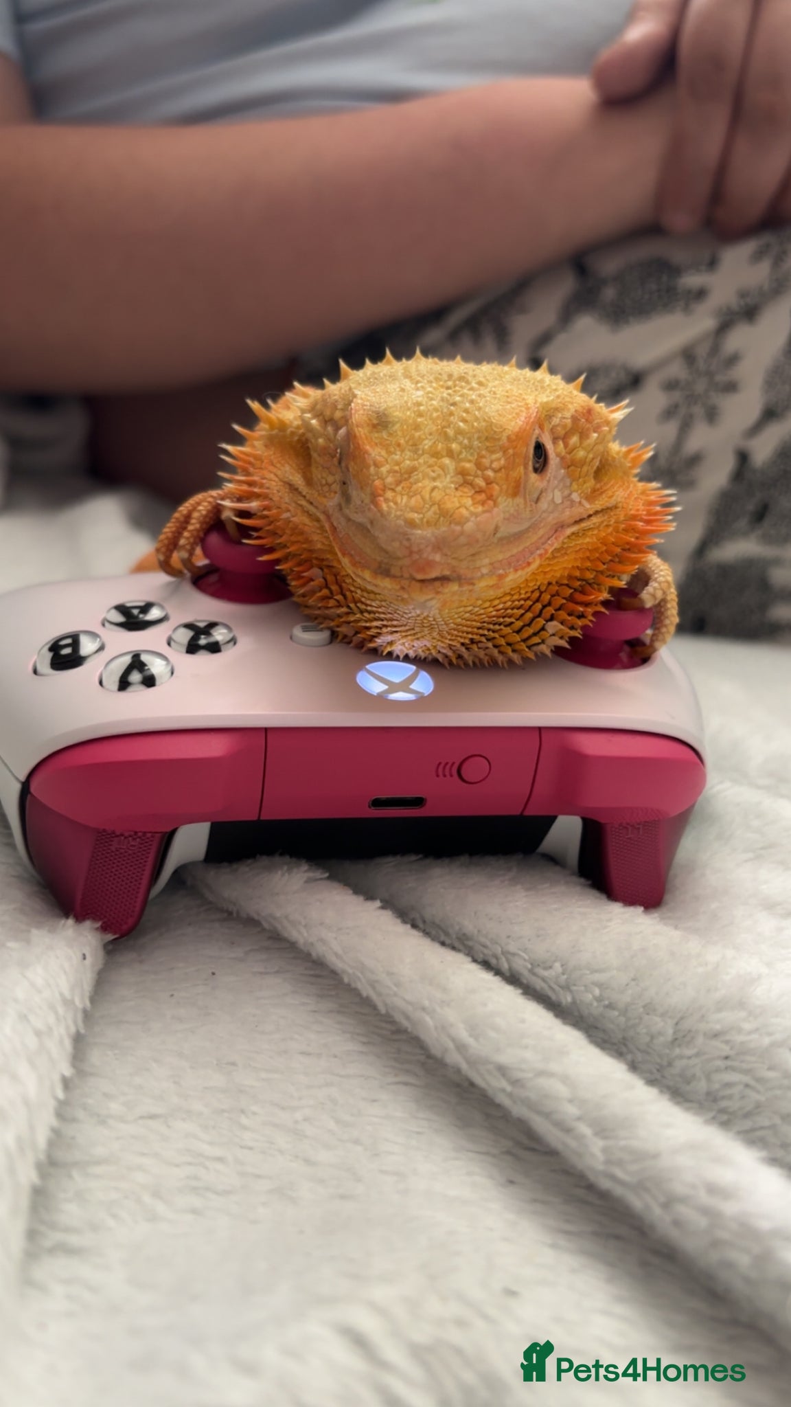 Bearded Dragon reptiles Darla  - Advert 1