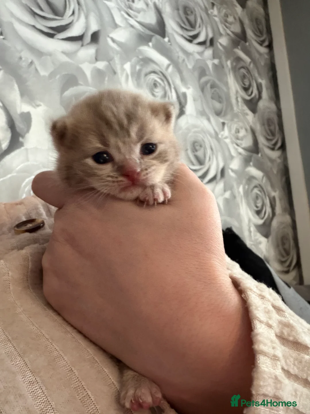 Mixed Breed cats for sale: British blue cross Norwegian  - Advert 7