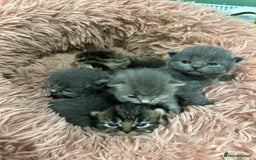 British Shorthair cats for sale: BRITISH SHORT HAIR KITTENS FOR SALE - Image 5