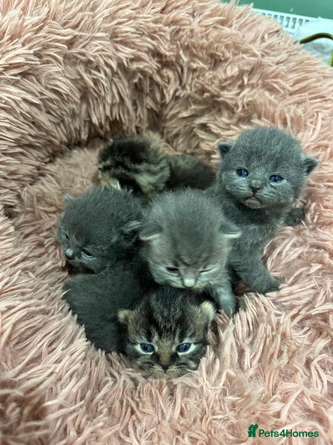 British Shorthair cats for sale: BRITISH SHORT HAIR KITTENS FOR SALE - Image 5