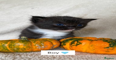 Ragdoll cats - Advert 8