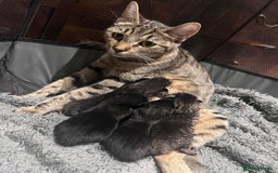 Mixed Breed cats for sale: Beautiful kittens for sale  - Image 4