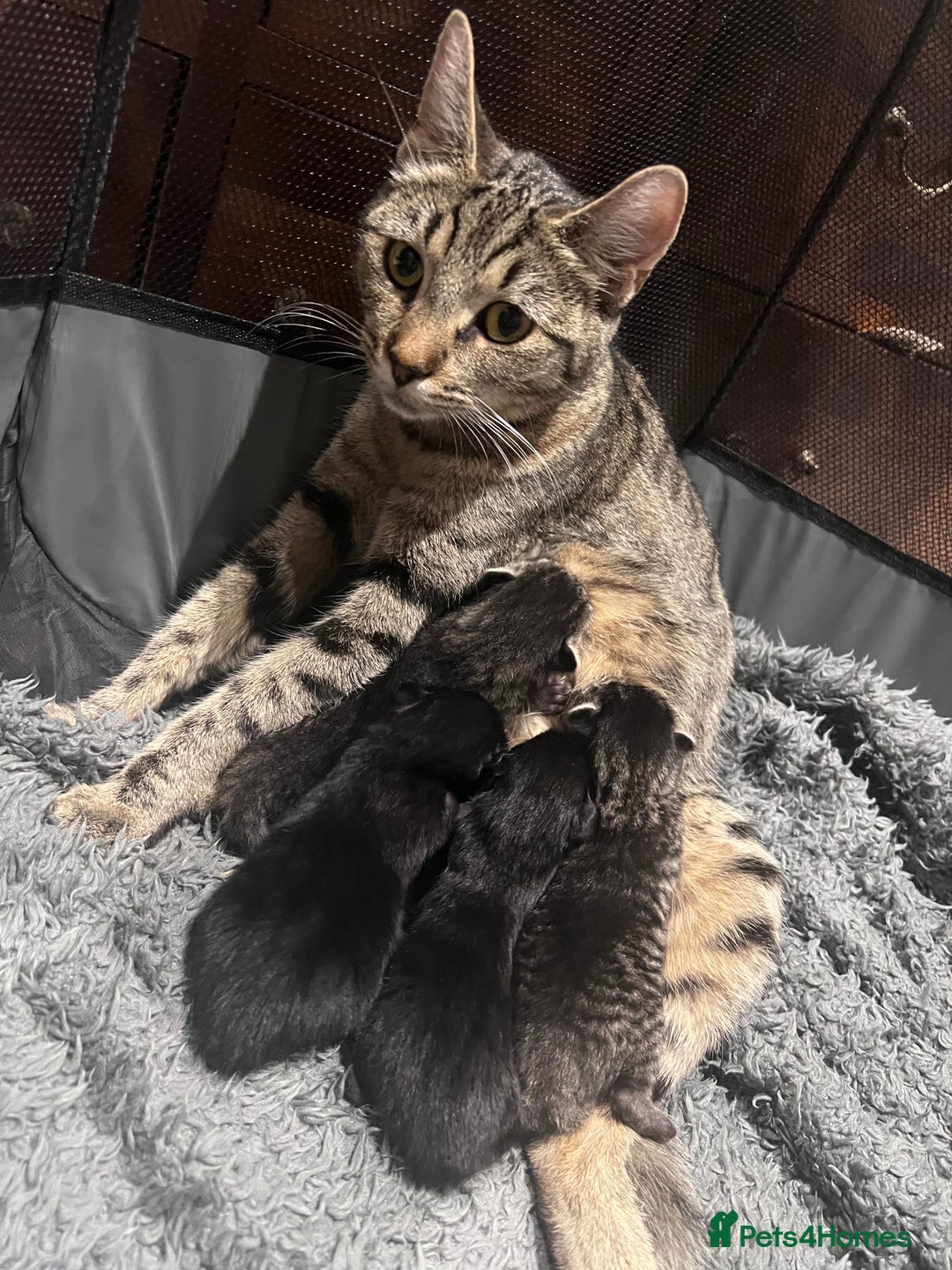 Mixed Breed cats for sale: Beautiful kittens for sale  - Image 4