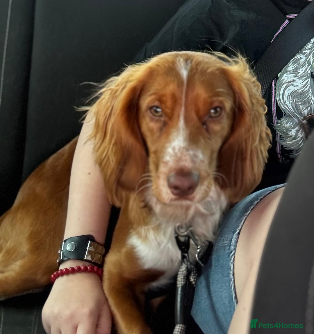 Cocker Spaniel dogs for sale: Nearly 2 year old cocker spaniel  - Advert 5