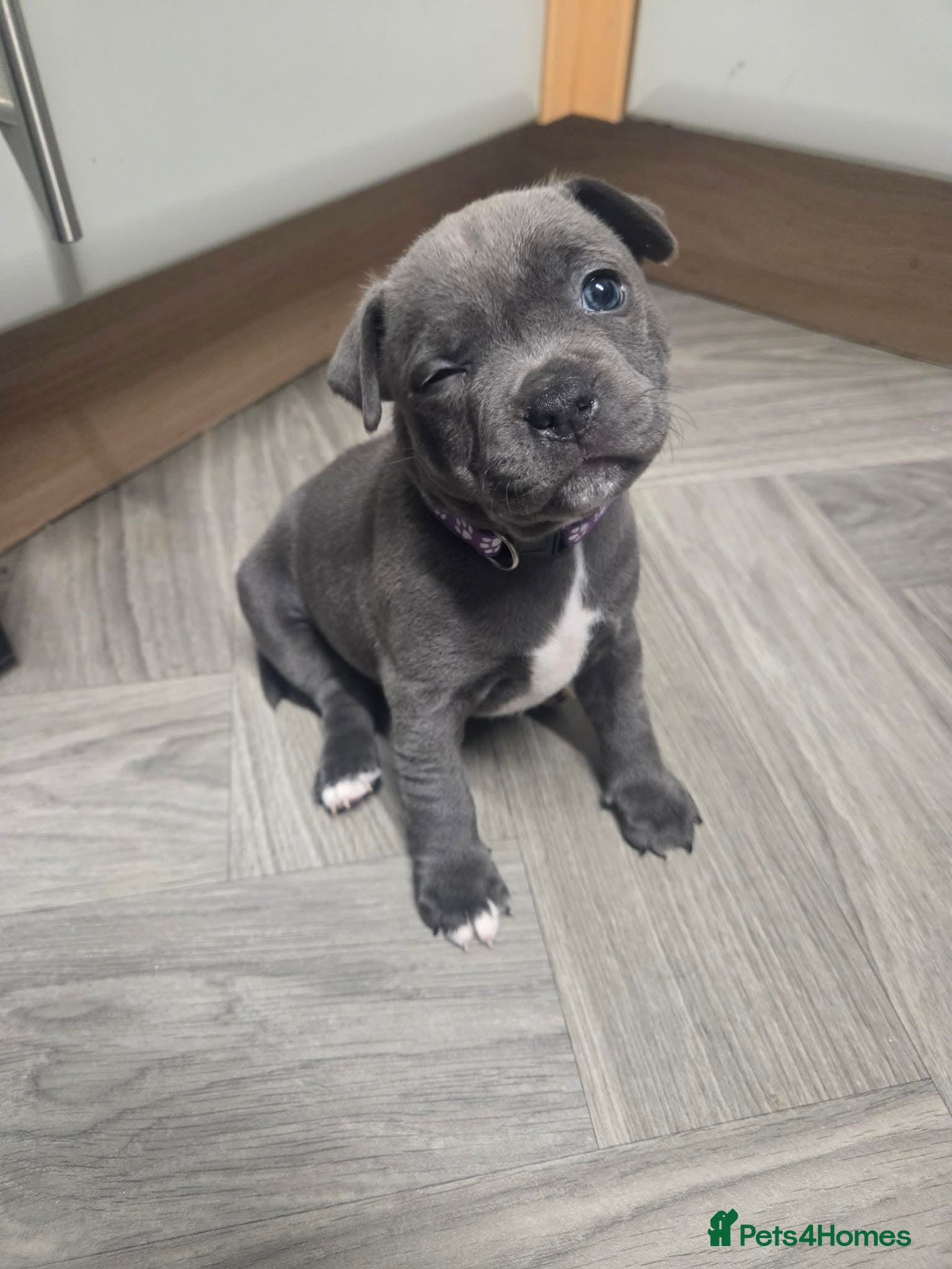Staffordshire Bull Terrier dogs Blue staffie puppies 🐶  - Advert 11