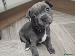 Staffordshire Bull Terrier dogs Blue staffie puppies 🐶 - Advert 11