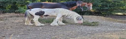 Shetland pony horses for sale: 7yr old Shetland Pony stallion & Coloured Cob colt - Advert 4