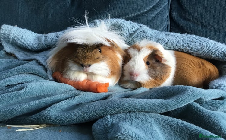Guinea Pig rodents - Advert 10