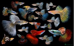 Live Bearers fish for sale: Mixed sized guppys,postage or collection - Image 2