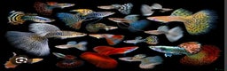 Live Bearers fish for sale: Mixed sized guppys,postage or collection - Advert 2