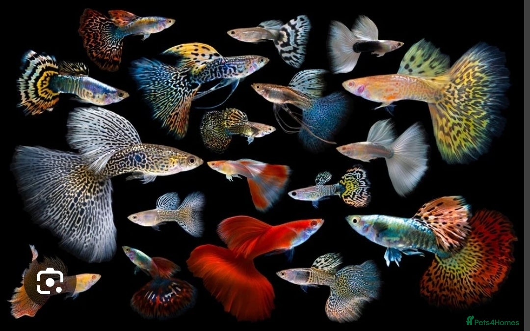 Live Bearers fish for sale: Mixed sized guppys,postage or collection - Image 2