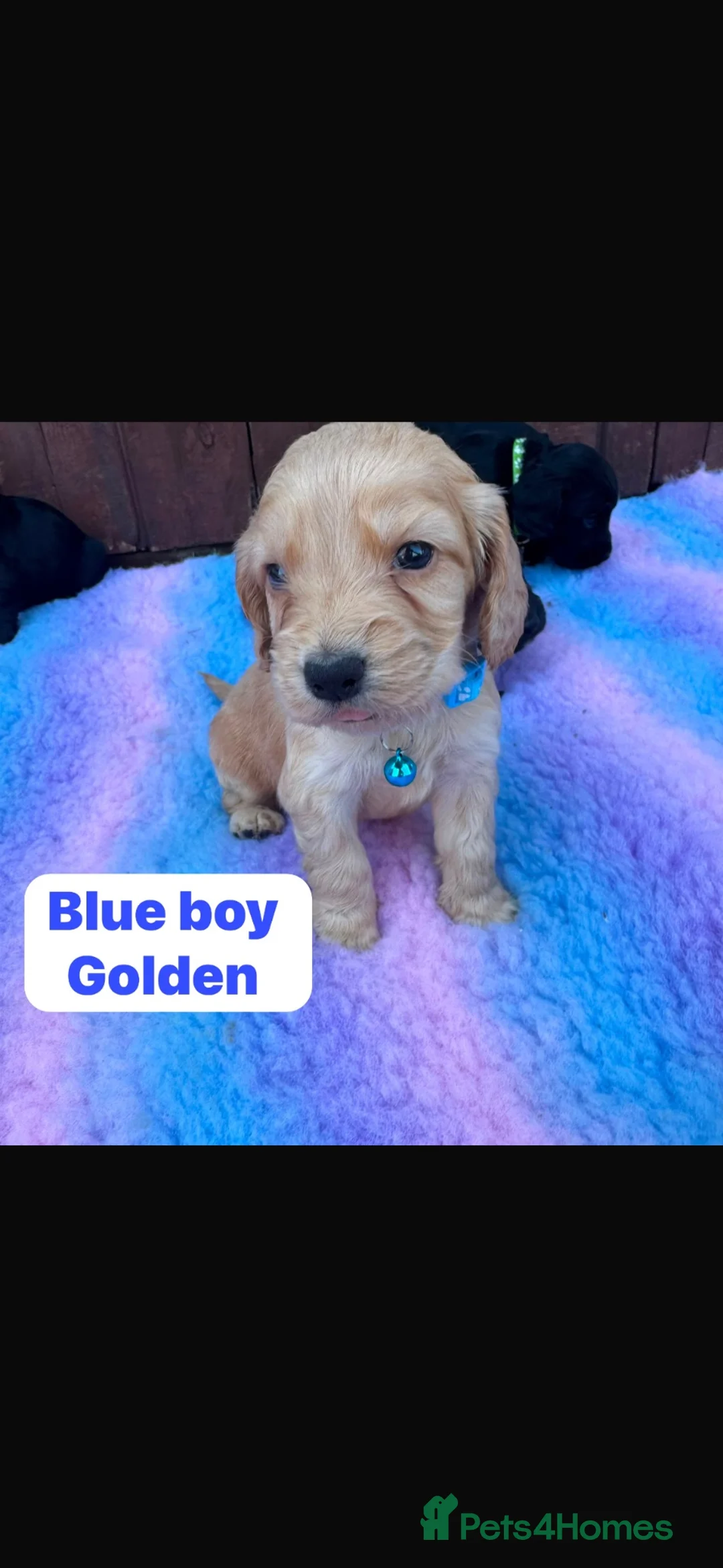 Cocker Spaniel dogs for sale: Show type Cocker spaniel puppies  in Sheerness - Advert 2