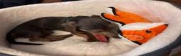 Miniature Dachshund dogs for sale: 8 month old boy 5 month old female mini dachshund  - Advert 7
