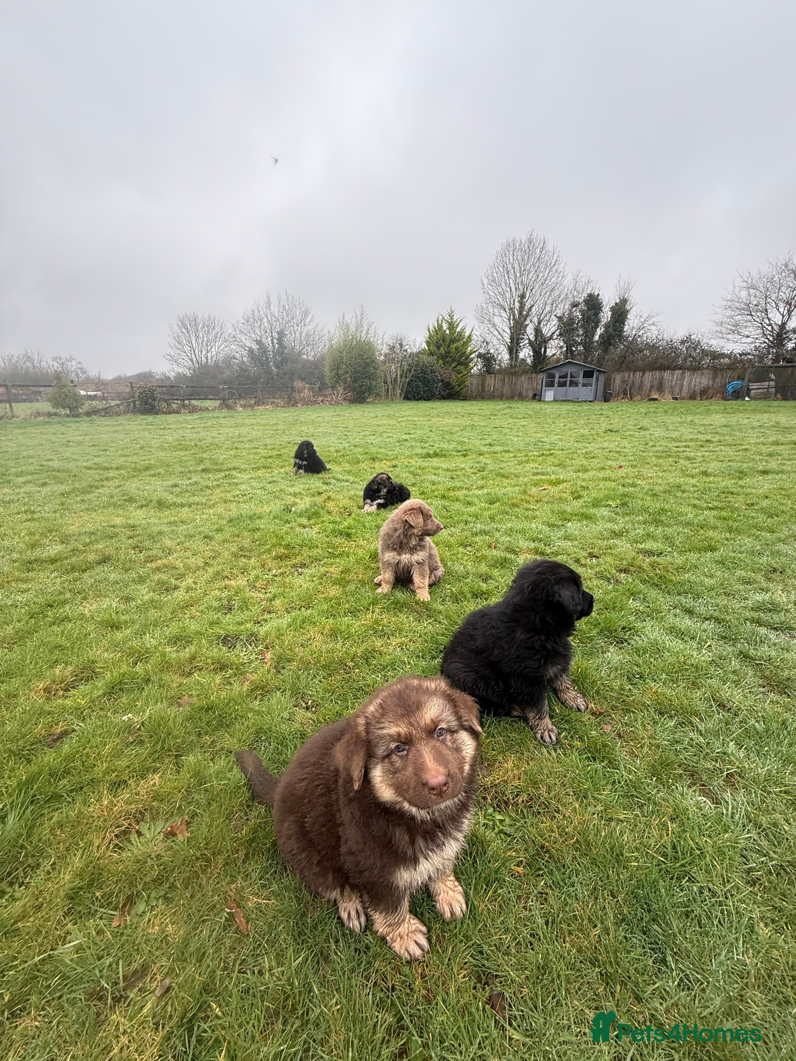 German Shepherd dogs KC reg health tested parents  - Advert 16