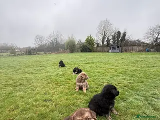 German Shepherd dogs KC reg health tested parents - Advert 17