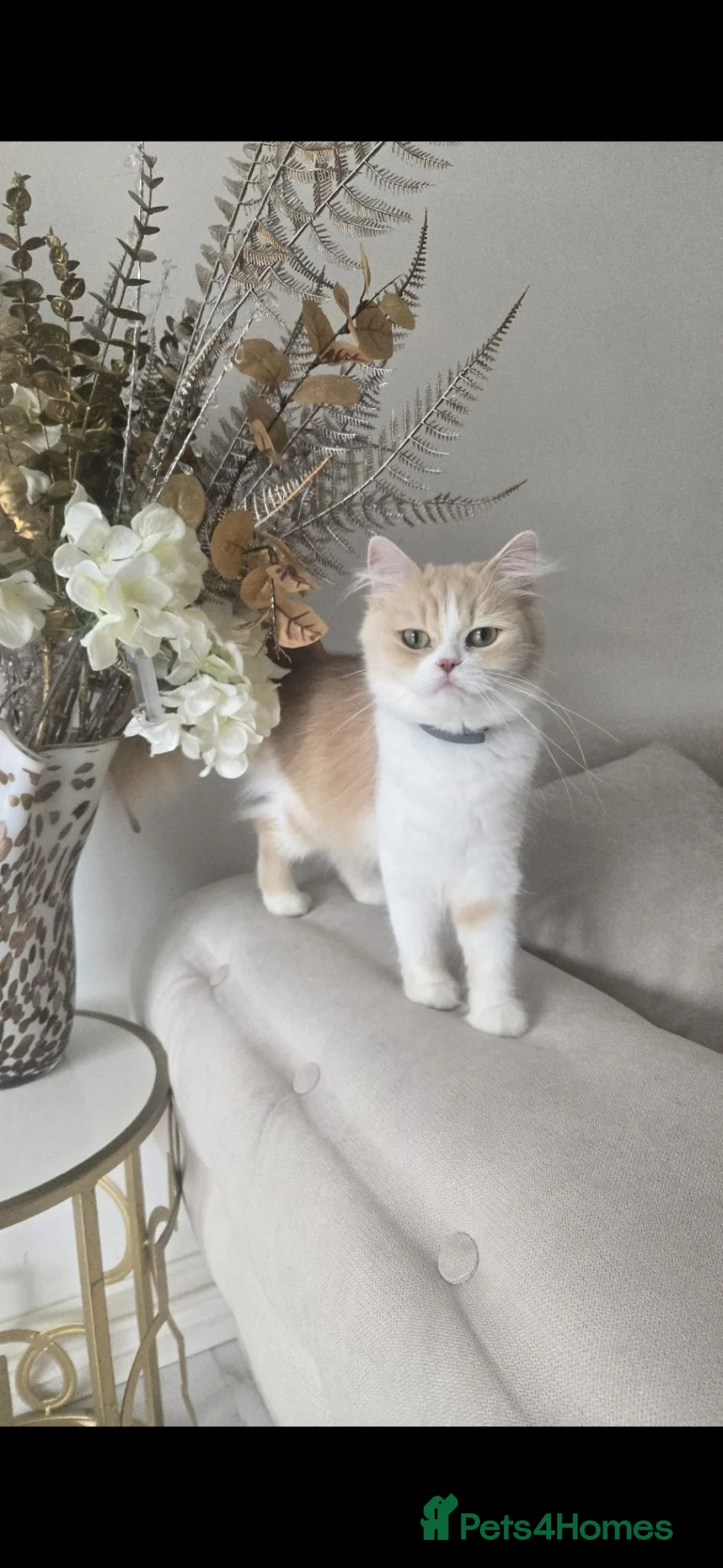 Persian cats for sale: Beautiful female pure persian cat - Advert 1