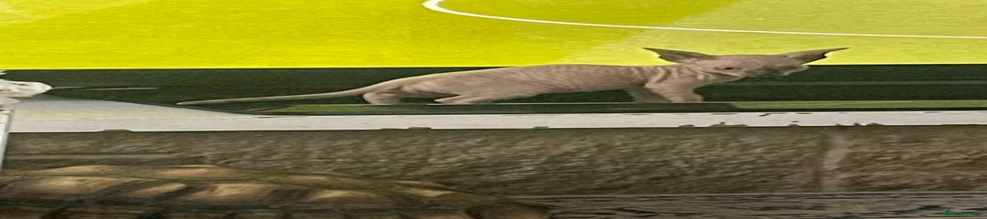 Sphynx Kitten 3 sold