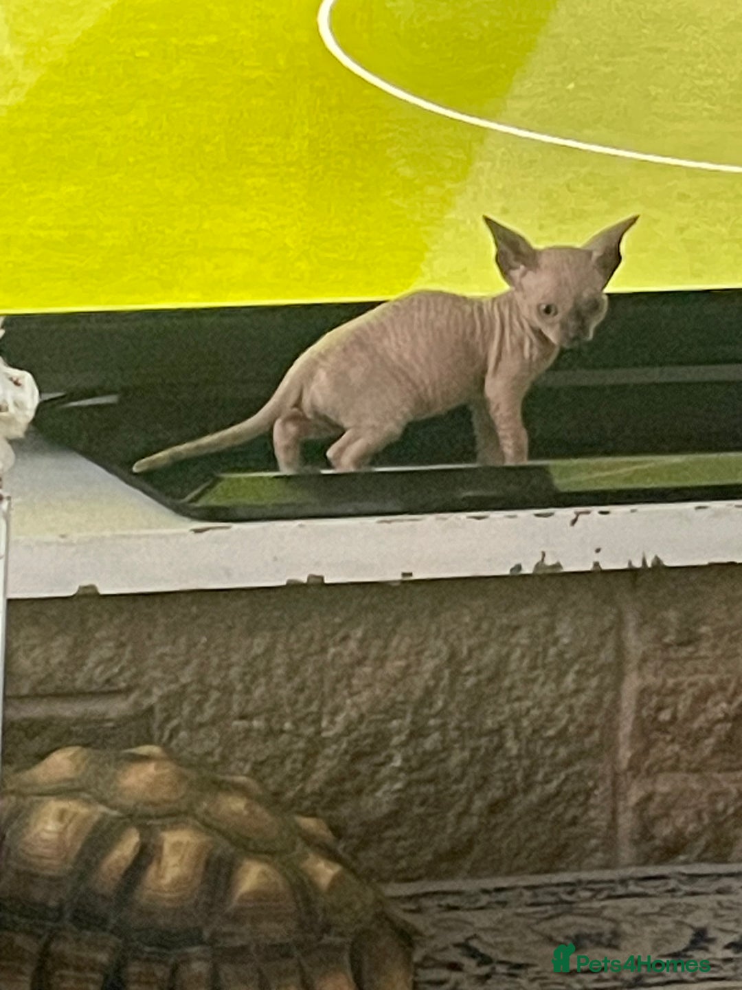 Sphynx cats for sale: Sphynx kittens  - Image 4