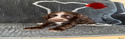 Cocker Spaniel dogs for sale: Cocker spaniel puppies  - Advert 1