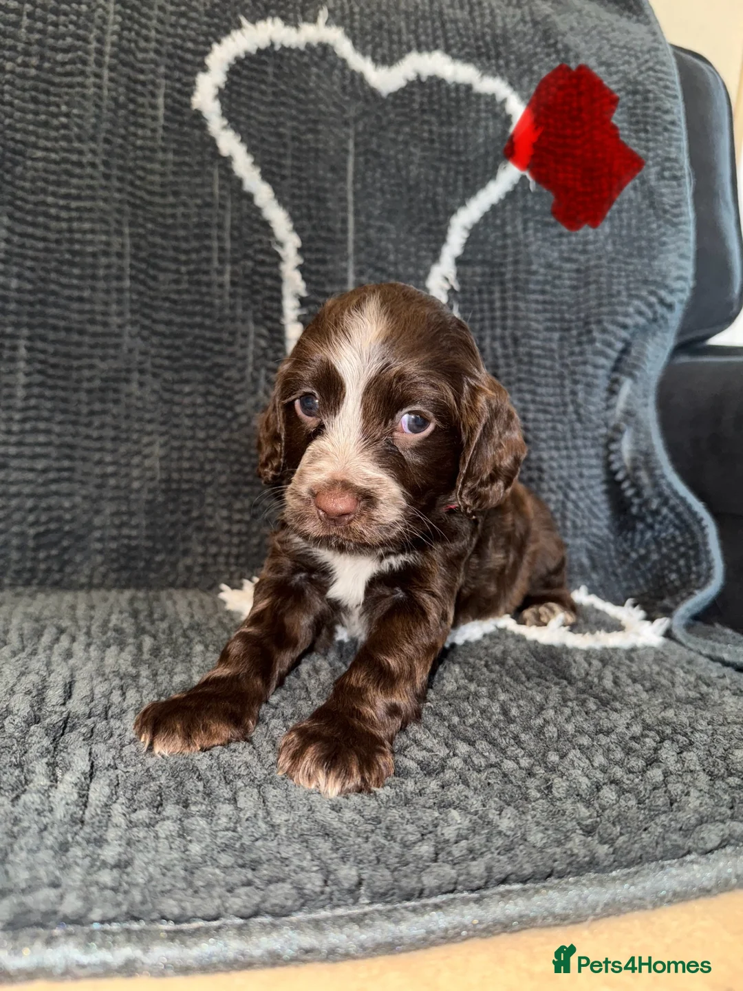 Cocker Spaniel dogs for sale: Cocker spaniel puppies  - Advert 1