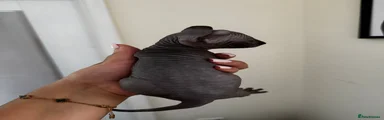 Sphynx 4