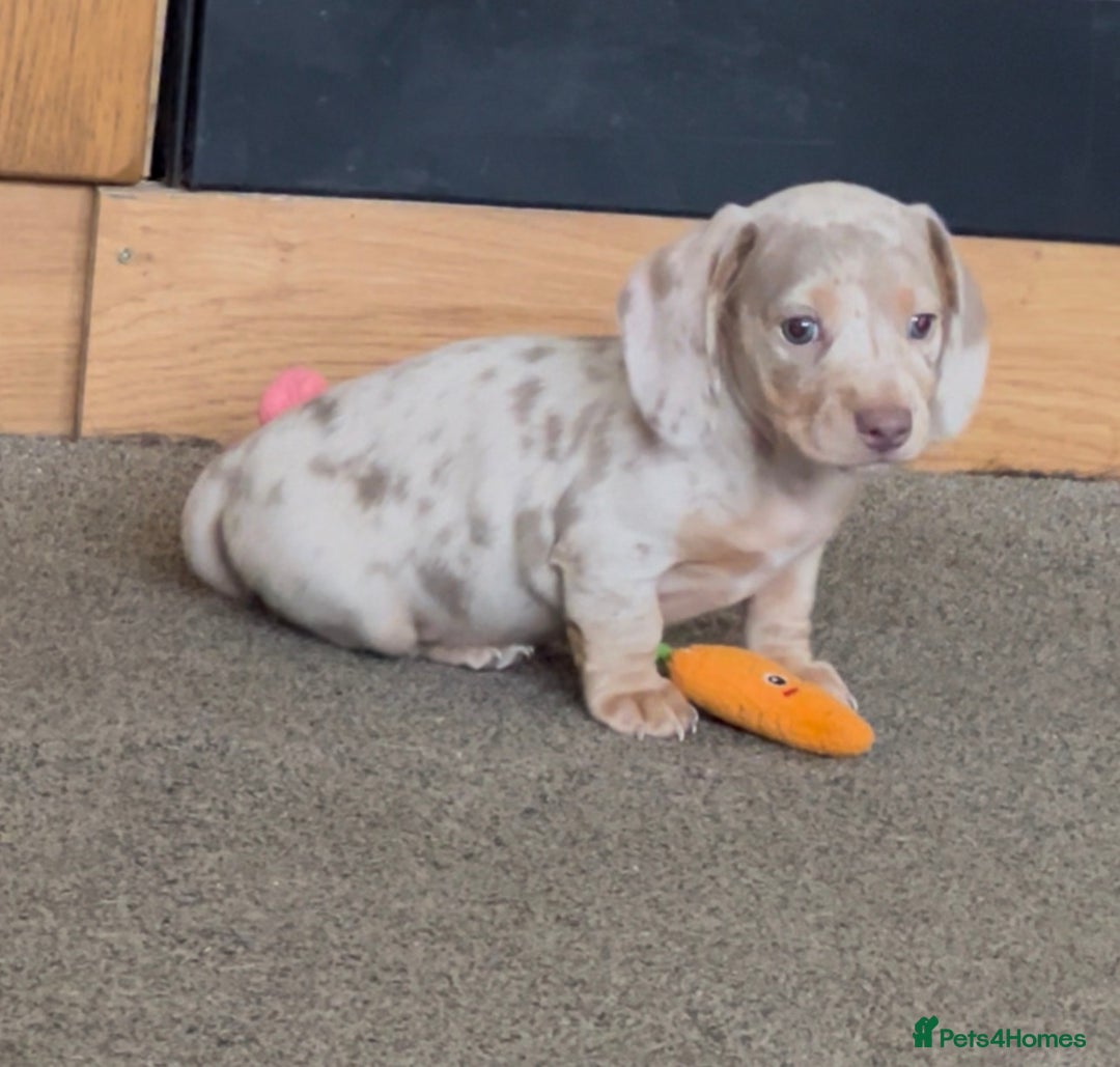 Miniature Dachshund dogs for sale: 1 Beautiful Kc reg Girl 💗 needs rehoming  - Advert 10