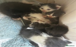 Mixed Breed cats for sale: Mixed breed kittens- Grey & white males and Tuxedo - Image 2