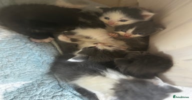 Mixed Breed cats - Advert 13