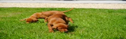 Labrador Retriever dogs for sale: Extensively Health Tested Labrador Puppies - Advert 1