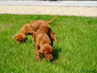 Labrador Retriever dogs for sale: Extensively Health Tested Labrador Puppies - Advert 1