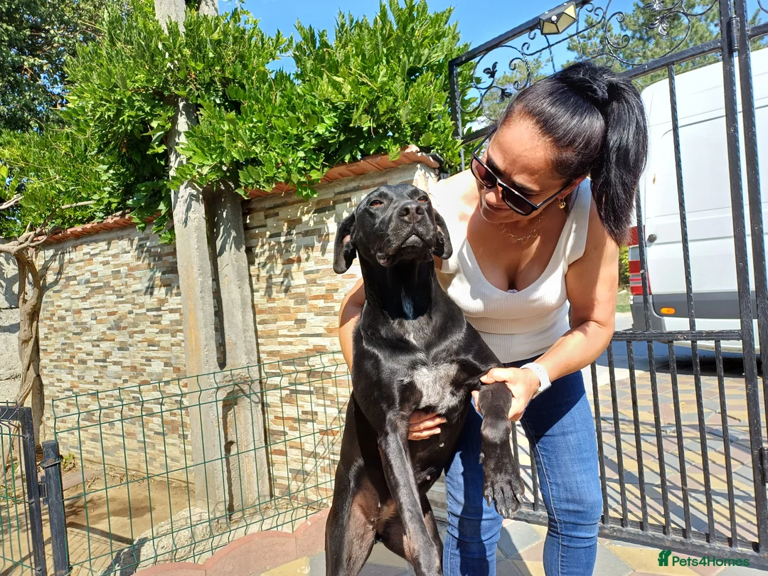 Mixed Breed dogs for adoption: Beautiful and Gentle JULIETTE - for a Loving Home in Nottingham - Advert 23