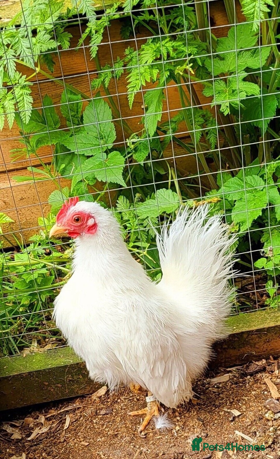 Chickens poultry for sale: Serama x silkie chicks ultra soft, fluffy and tiny - Image 14
