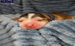 Cocker Spaniel dogs for sale: Show cockers - Image 9